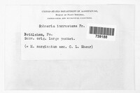 Sphaeria incrustans image